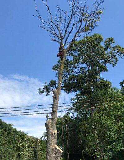 Large Tree Surgery