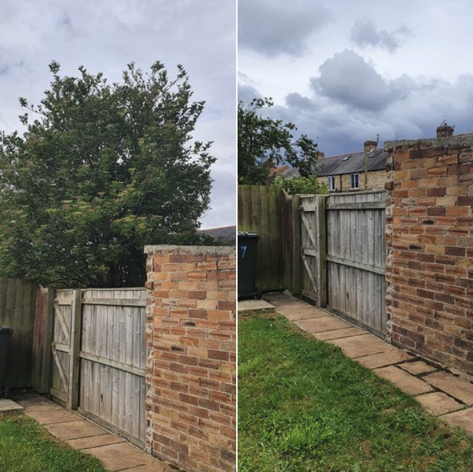 Tree Before And After Cut