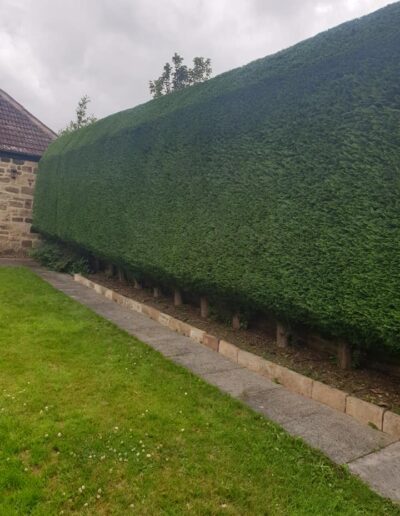 Hedge 8